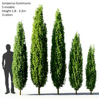 Juniperus Communis #1(1.8-3.2m) (109413)