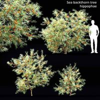 Hippophae #2 (109342)