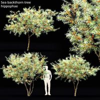 Hippophae #1 (109339)