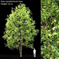 Acer saccharinum #3 (12m) (109337)