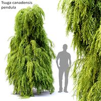 Tsuga canadensis pendula #2 (109325)