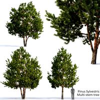 Pinus sylvestris #27 (109311)