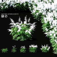 Astilba Japanese white | Astilbe japonica (109160)
