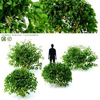 Cornus sericea Flaviramea bushes (108941)