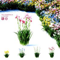 Iris germanica 4 colors (108795)