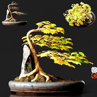 Bonsai No1 Sycamore (106924)