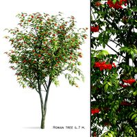 Mountain Ash (Sorbus aucuparia) (102688)