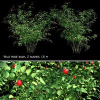 Two rosehip bushes (102676)
