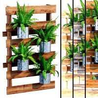 Fern Potted Plants (66379)