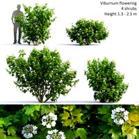 Viburnum Blooming | Viburnum Flowering # 2 (35382)
