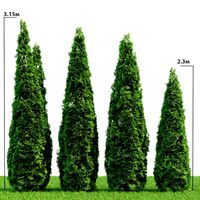 Thuja Occidentalis (34260)