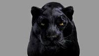 Panther 3D Model