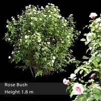 Rose Shrub | Rose Bush # 3 (27679)