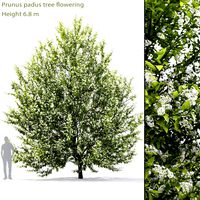 Blooming Bird Cherry | Prunus Padus # 1 (6.8m) (27438)