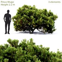 Mountain Pine | Pinus Mugo # 5 (2.2m) (27418)