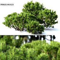 Mountain Pine | Pinus Mugo # 2 (27415)