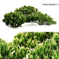 Mountain Pine | Pinus Mugo # 1 (27411)