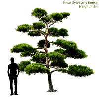 Pine Bonsai | Pinus Bonsai # 1 (4.5m) (27407)