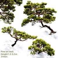 Pine on the Rock #2 (27403)