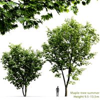 Maple-tree #5 (9.5m-13.5m) (25613)