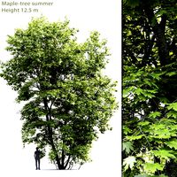 Maple-tree #4 (12.5m) (25611)