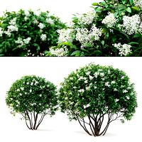 Ligustrum flowering #1 (25603)