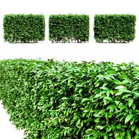 Ligustrum hedge #1 (25600)
