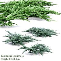 Juniperus Squamata #2 (25598)