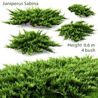 Juniperus sabina 2 (25578)