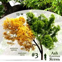 Ash Tree Fraxinus #3 (25378)