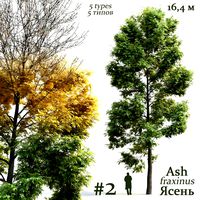 Ash Fraxinus #2 (25377)
