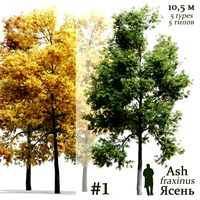 Ash Fraxinus #1 (25376)