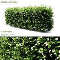 Crataegus hedge #3 (2.1m) (25155)