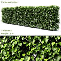 Crataegus hedge #2 (1.8m) (25154)