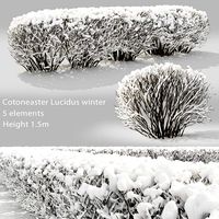 Cotoneaster lucidus hedge #2 winter (25148)