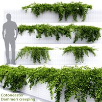 Cotoneaster Dammeri #3 (25110)