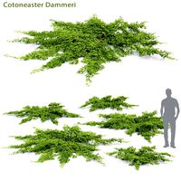 Cotoneaster Dammeri #2 (25109)