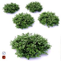 Cotoneaster Dammeri #1 (25108)