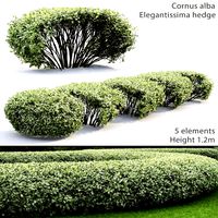 Cornus Alba Elegantissima hedge #1 (25105)