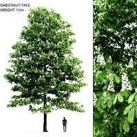 Chestnut-tree # 1 (15m) (25086)