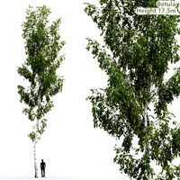 Birch Tree | Betula #7 (17.5m) (24990)
