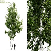 Birch Tree | Betula #6 (14.5m) (24989)