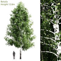 Birch Tree | Betula #3 (12.8m) (24986)