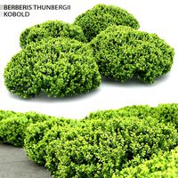 Berberis Thunbergii Kobold (24929)