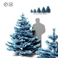 Blue Spruce (2 meters) (23737)