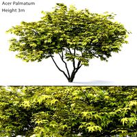 Acer Palmatum Maple Tree (22369)