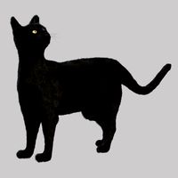 Black cat (19103)