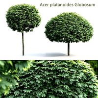 Acer platanoides Globosum #1 (18874)