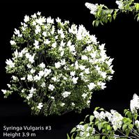 Lilac Bush Syringa vulgaris #3 (17843)