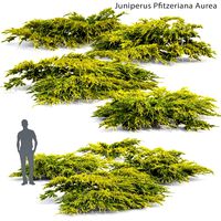 Juniper medium Aurea | Juniperus Pfitzeriana Aurea (17836)